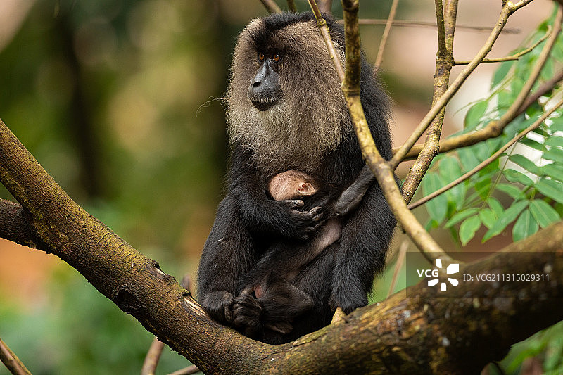 狮尾猕猴及其幼崽坐在树上的低角度视图，印度泰米尔纳德邦瓦尔帕莱图片素材