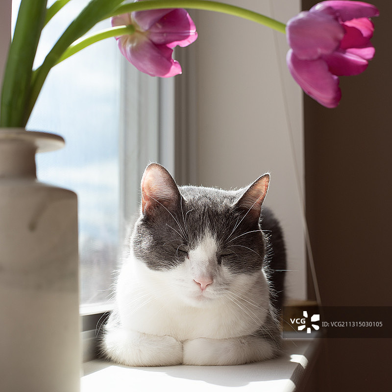 家中窗边睡觉的猫咪特写图片素材