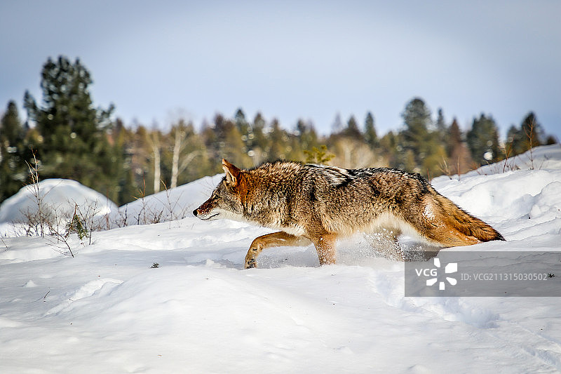 郊狼走在白雪覆盖的田野上的侧视图图片素材