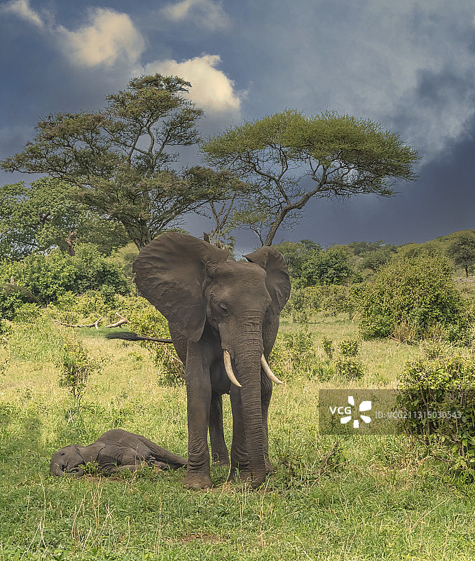 一头孤独的非洲象在坦桑尼亚塔兰吉雷平原上吃草图片素材