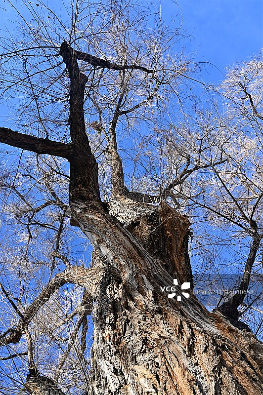 美国科罗拉多州丹佛市的蓝天下裸树低角度景观图片素材