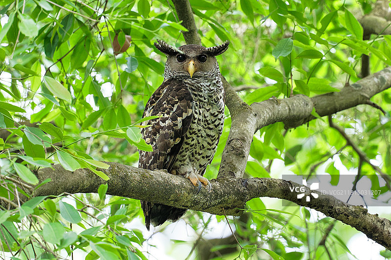 印度巴士站，斑腹鹰鸮栖息在树上的仰视角度照片图片素材