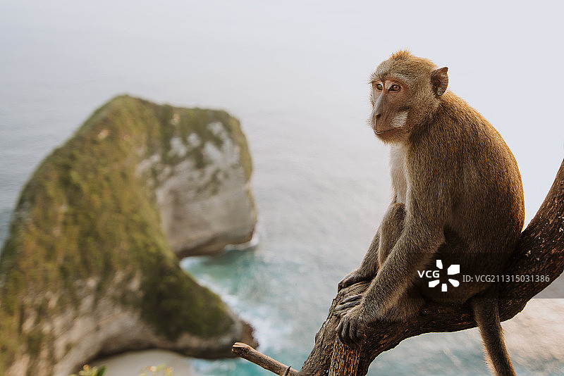印度尼西亚克林金海滩，猕猴坐在树枝上俯瞰远处海滩图片素材