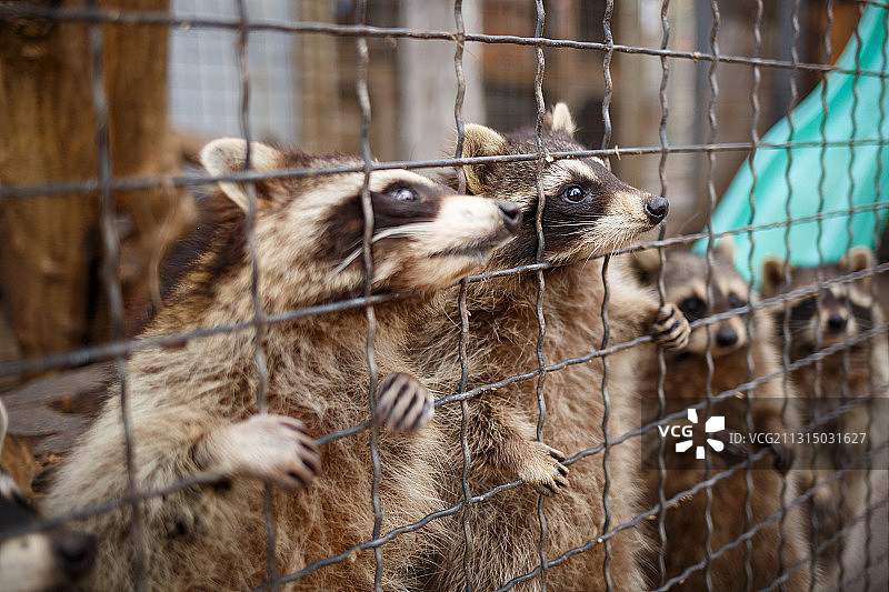 隔着栅栏看风景的绵羊特写图片素材