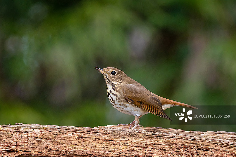 隐士鸫鸟图片素材