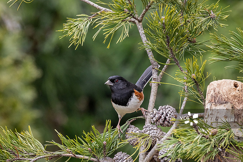 东美鸣鹀图片素材