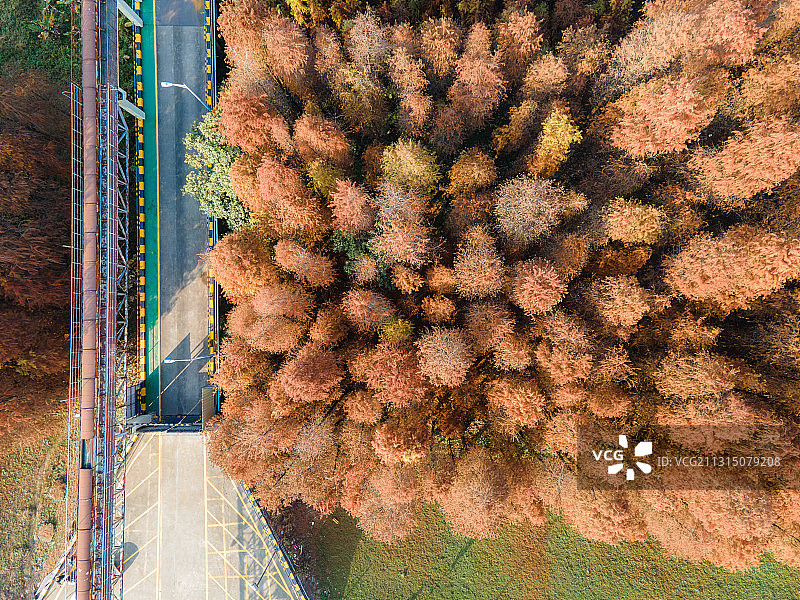 航拍视觉下的落羽杉水杉林图片素材