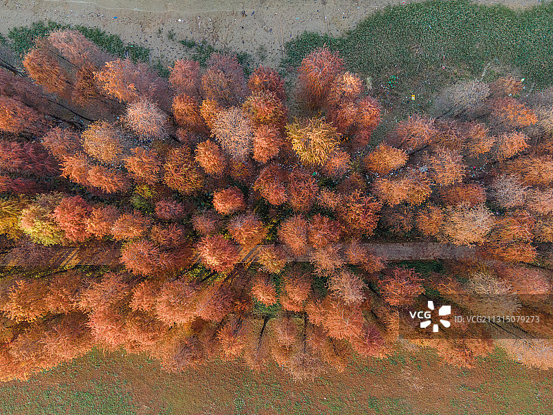 航拍视觉下的落羽杉水杉林图片素材