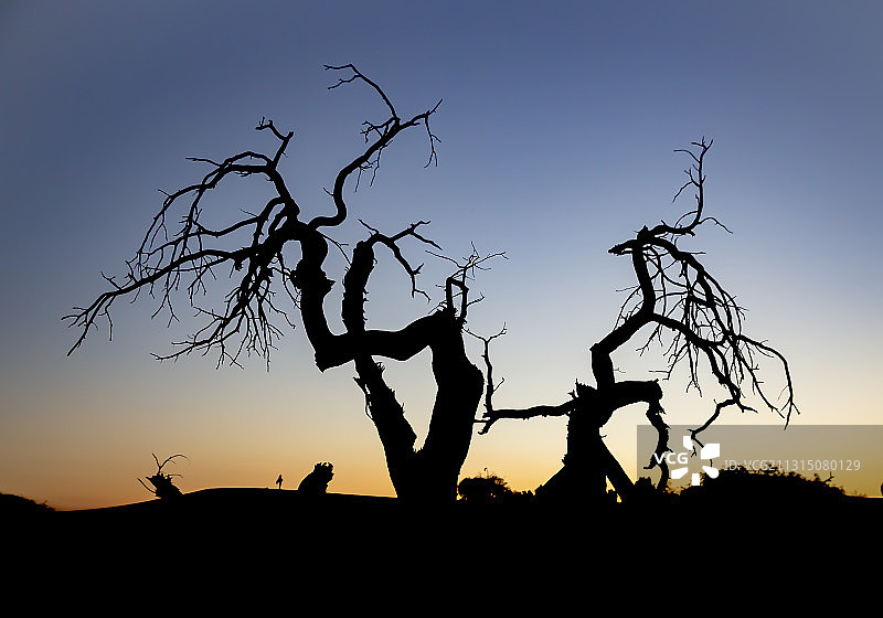 阿娜多姿图片素材