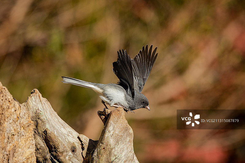 黑灯芯草雀图片素材