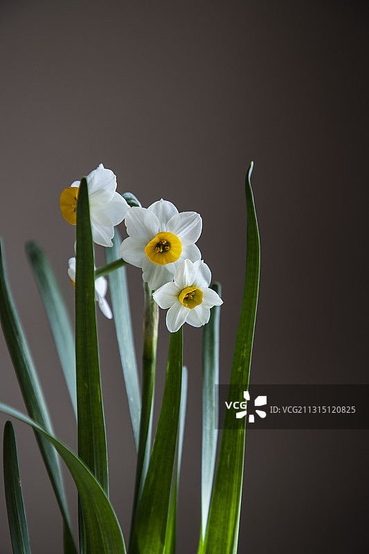 水仙花图片素材