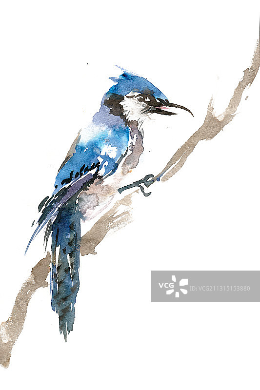 蓝色的小鸟图片素材