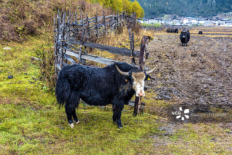 中国西藏林芝鲁朗扎西岗村图片素材