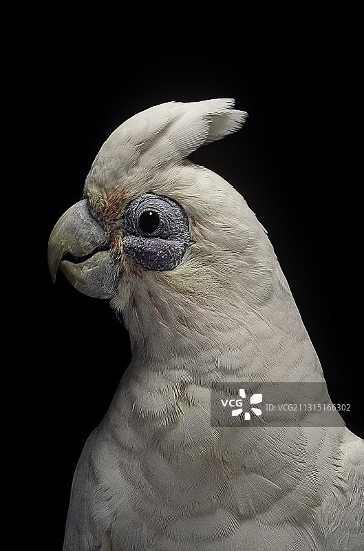 小葵花凤头鹦鹉图片素材