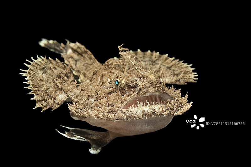 短棘安康鱼，地中海，克雷乌斯角，布拉瓦海岸，西班牙图片素材