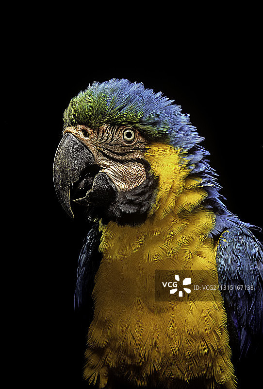 蓝黄金刚鹦鹉图片素材