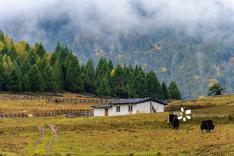 中国西藏林芝鲁朗扎西岗村秋景图片素材