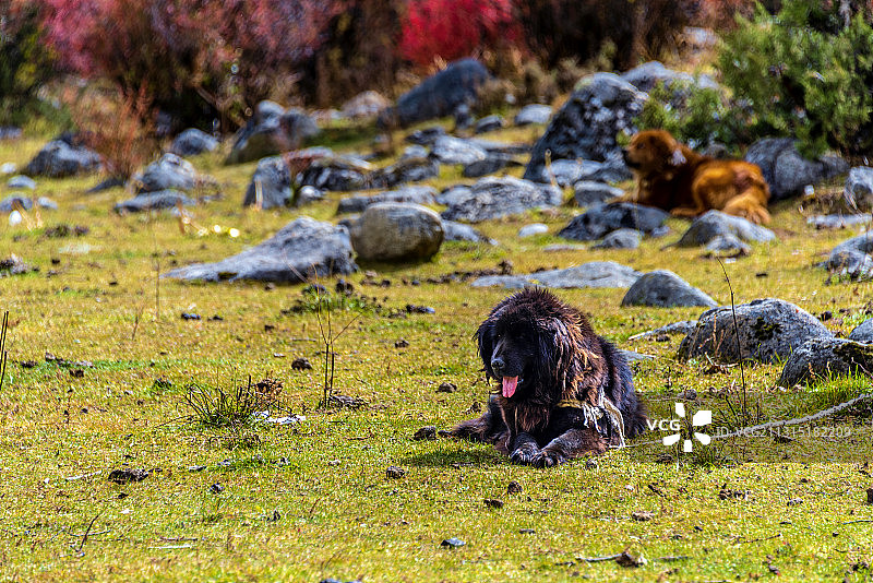 青藏高原上牧民家的藏獒图片素材