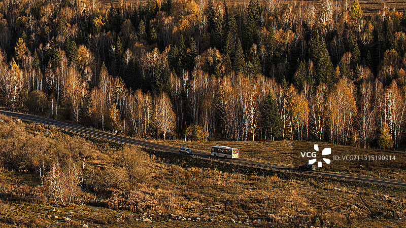 金秋禾木村白桦林间路与车图片素材
