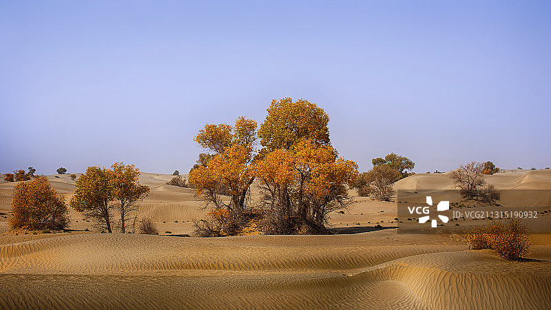 金秋塔里木盆地塔克拉玛干沙漠沙丘胡杨林图片素材