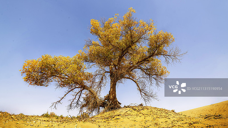 金秋塔克拉玛干沙漠胡杨树图片素材