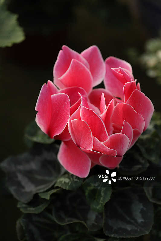 仙客来花图片素材