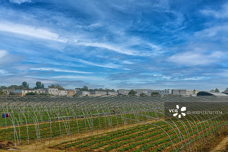 荥阳市广武镇三官庙村的草莓园图片素材