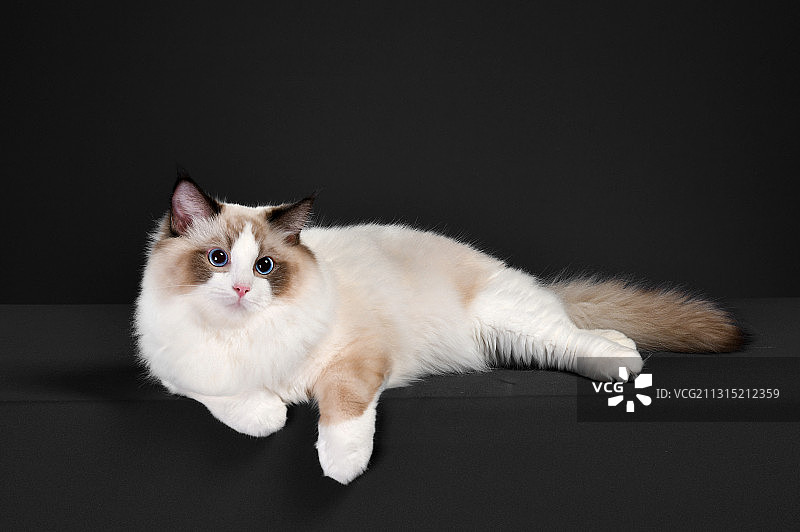 布偶猫图片素材