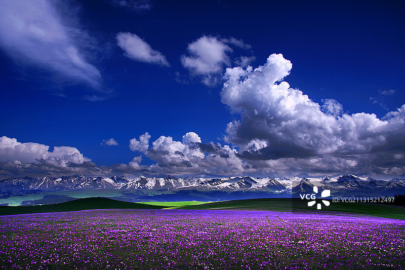 紫色喀拉峻图片素材