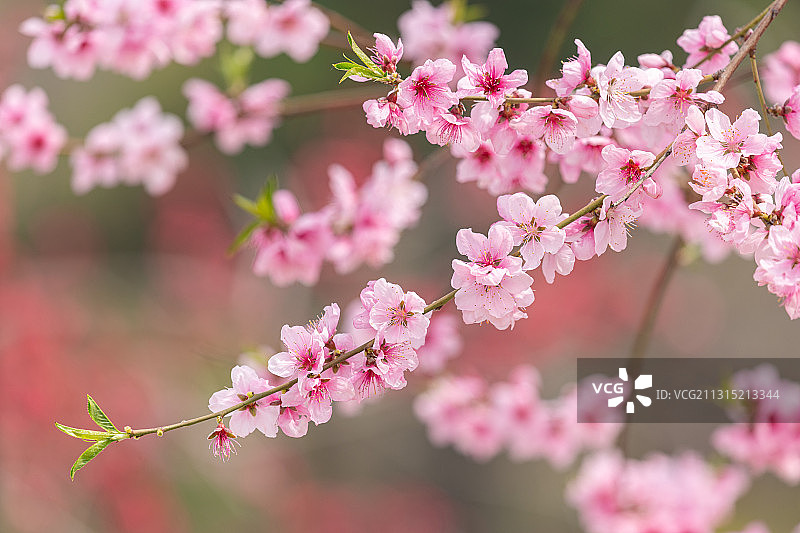 春天花园里盛开的桃花图片素材