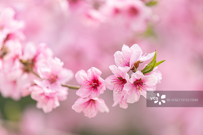 春天花园里盛开的桃花图片素材