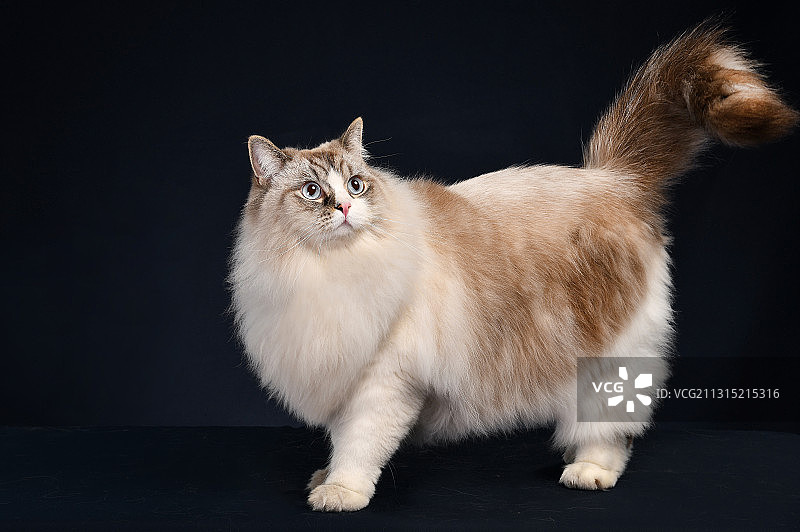 布偶猫（山猫色）图片素材