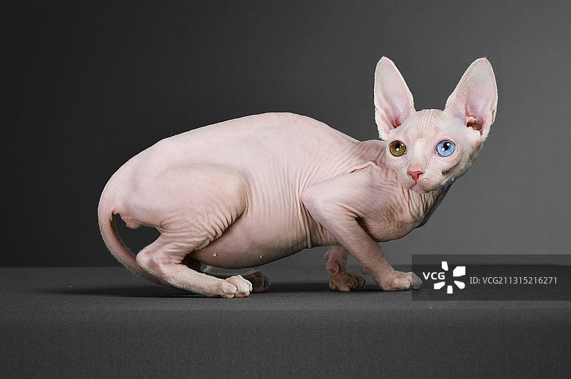 斯芬克斯猫无毛猫特写图片素材