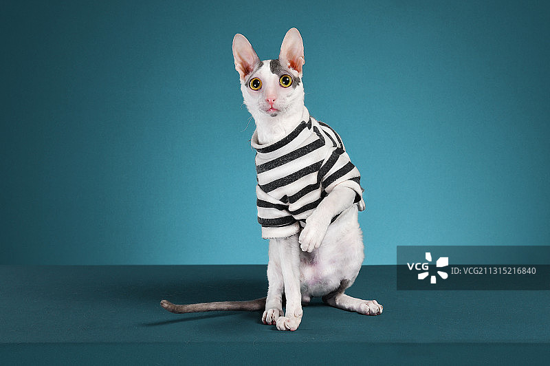 穿衣服的柯尼斯卷毛猫特写图片素材