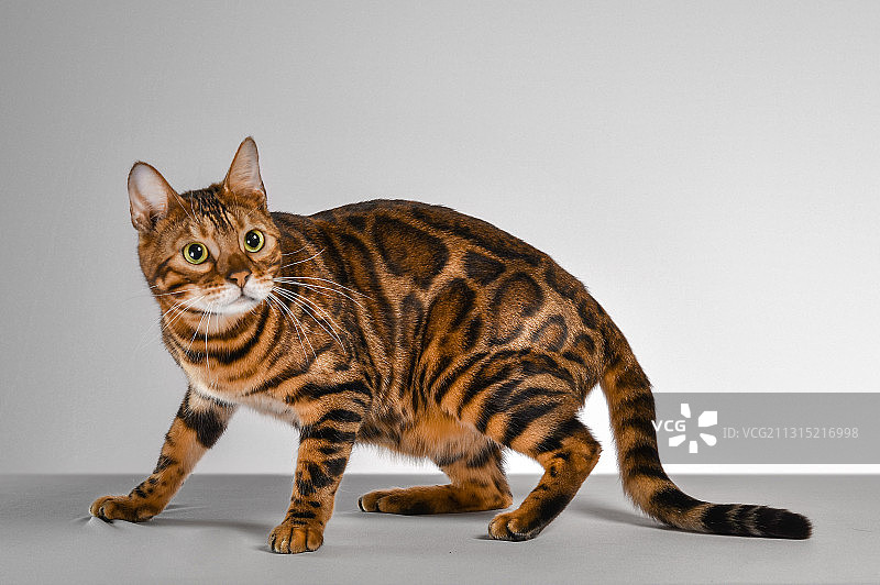 孟加拉（豹猫）特写图片素材