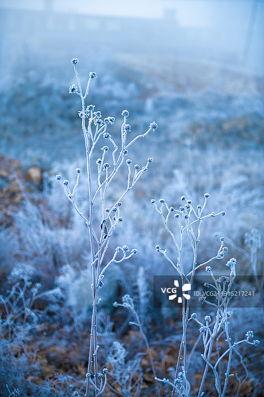辽宁大连-瓦房店-雾凇图片素材