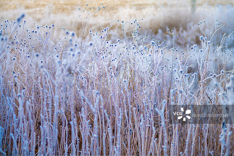 辽宁大连-瓦房店-雾凇图片素材