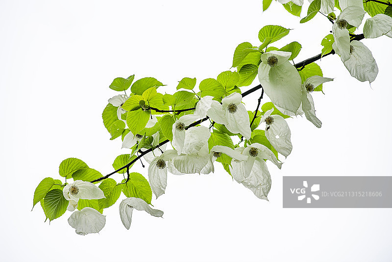 植物界的活化石—珙桐树又名鸽子花树图片素材