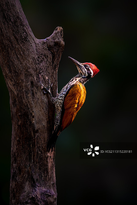 大金背啄木鸟图片素材