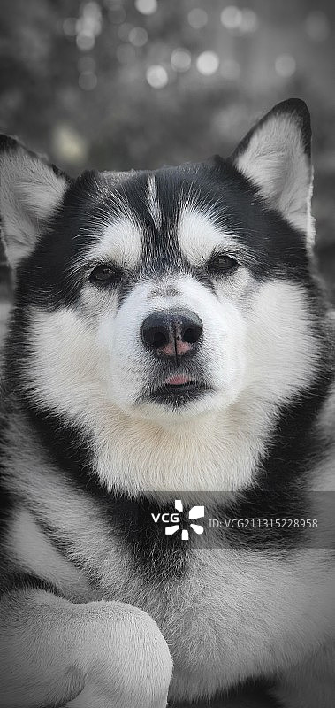 西伯利亚哈士奇特写肖像图片素材