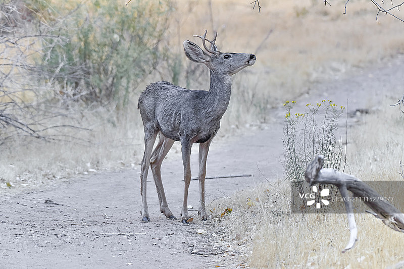 站在田野上的骡鹿图片素材
