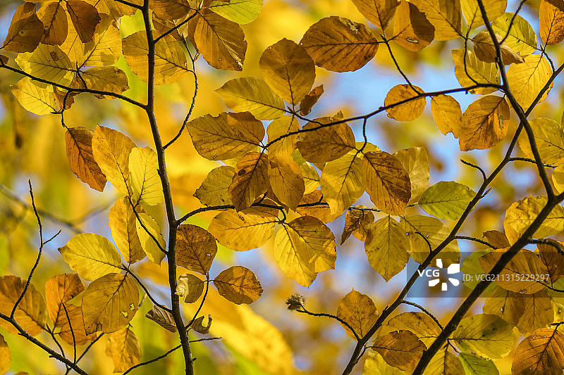 模糊背景下的黄色枫叶特写，德国奥芬堡图片素材