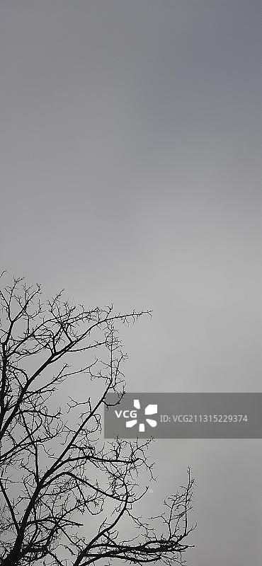 土耳其天空下的树木轮廓图片素材