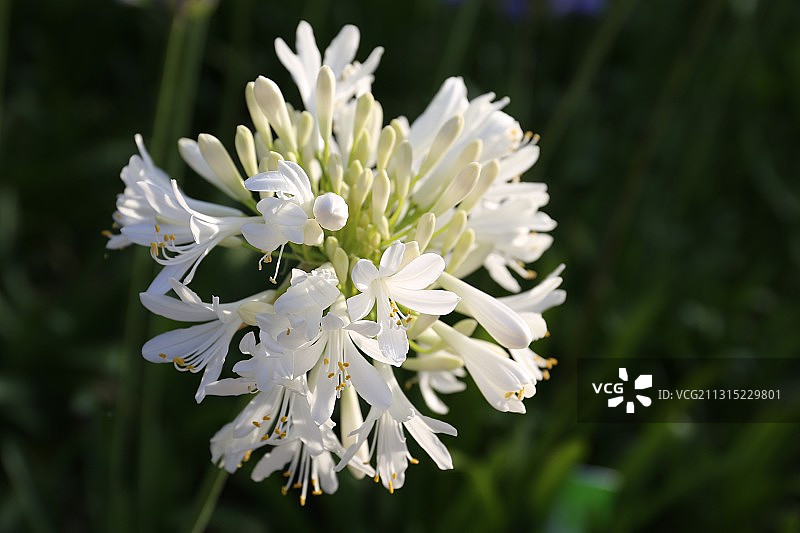 葡萄牙里斯本白色花卉植物特写图片素材