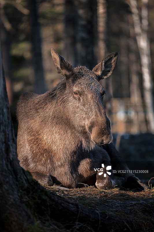 挪威，坐在田野上的鹿的特写图片素材