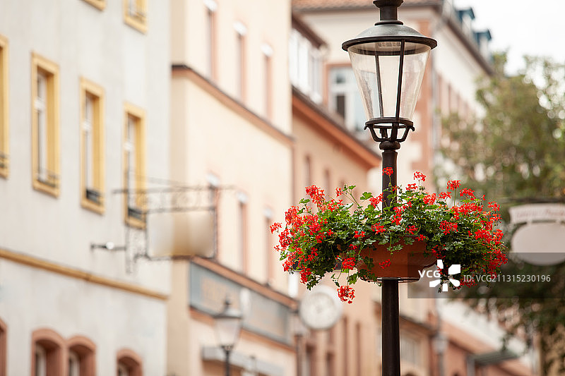 街边的开花植物仰视角度图片素材