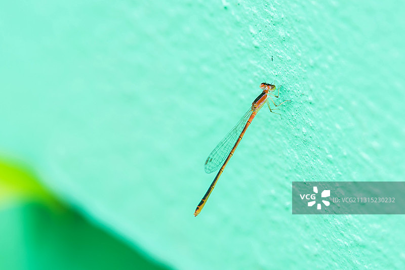 泰国树叶上的昆虫特写图片素材