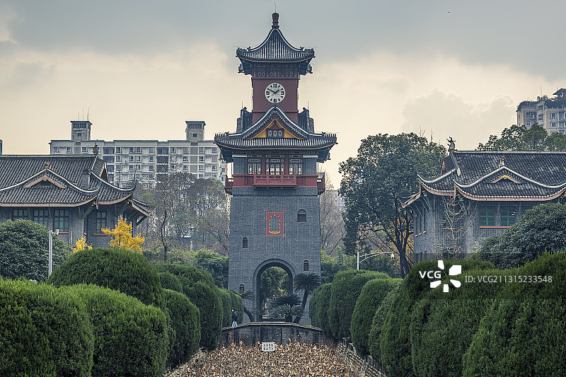 四川大学华西校区秋季银杏风光图片素材