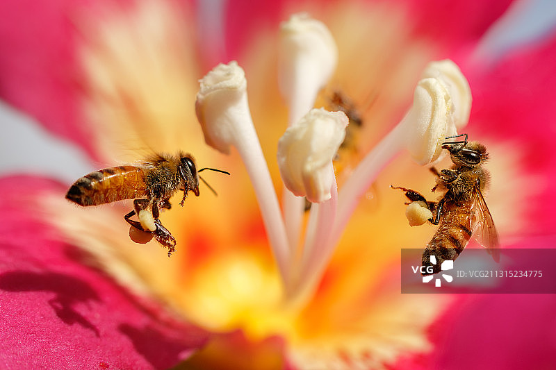 蜜蜂在粉色花朵上采蜜特写，美国佛罗里达州棕榈市图片素材