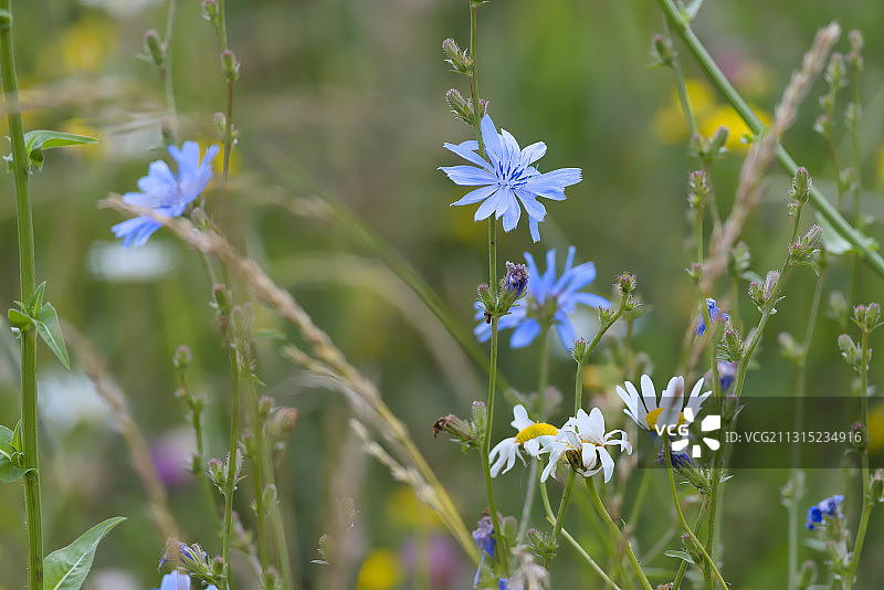 英国马尔文紫色植物特写图片素材
